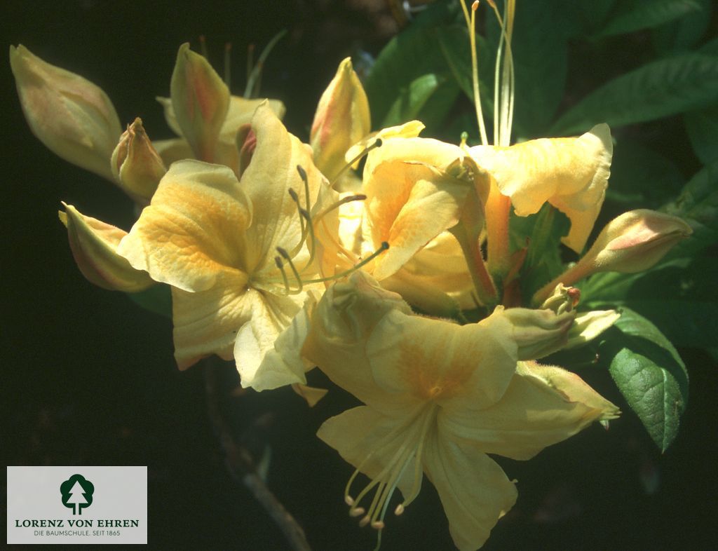 Rhododendron Azalea 'Golden Sunset'