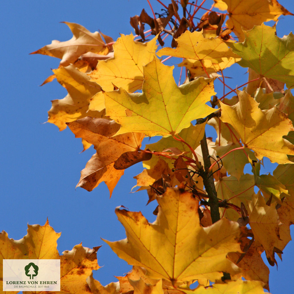 Acer platanoides 'Emerald Queen'