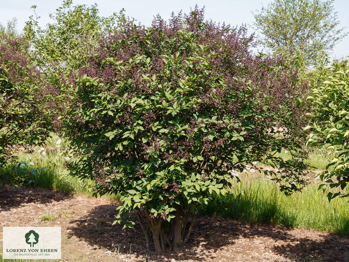 Syringa patula 'Miss Kim'