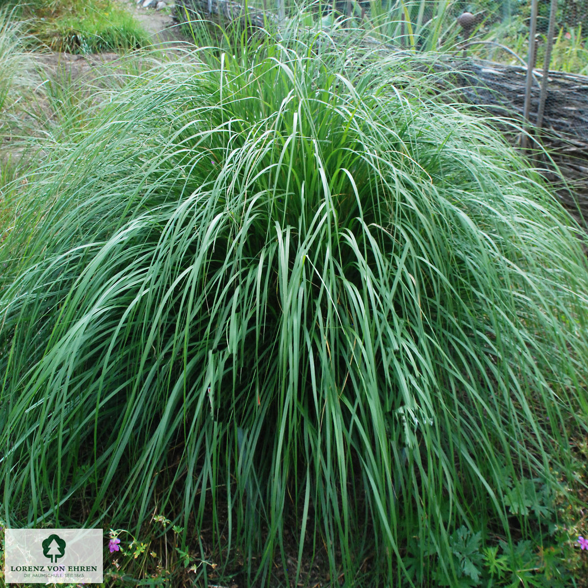 Pennisetum alopecuroides 'Japonicum'