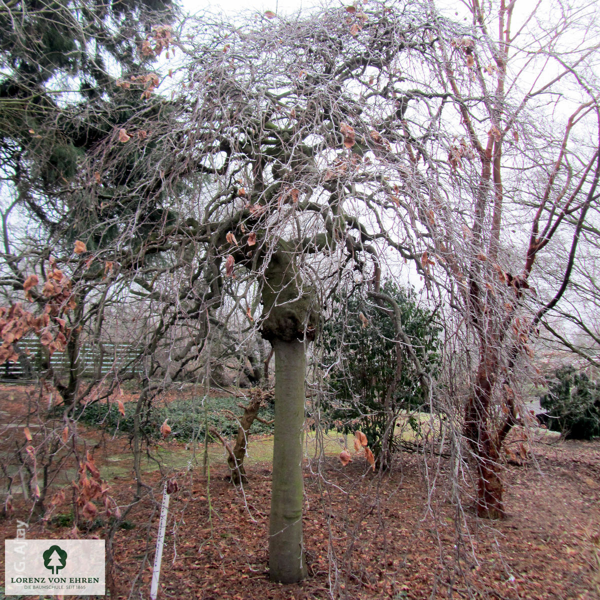 Fagus sylvatica 'Purpurea Pendula'