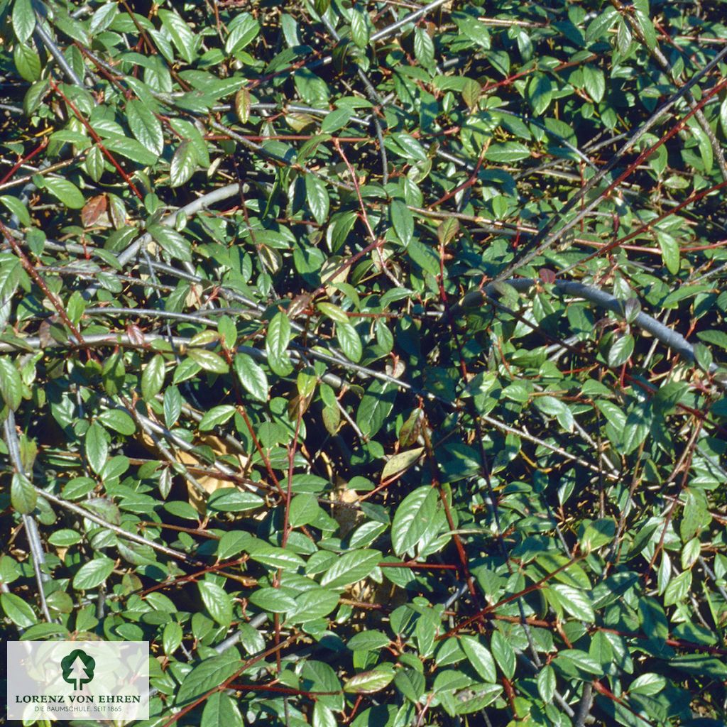 Cotoneaster salicifolius 'Herbstfeuer'