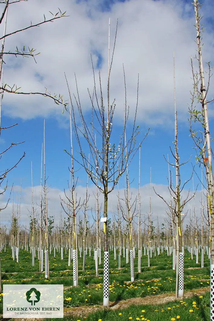 Prunus domestica 'Große Grüne Reneklode'