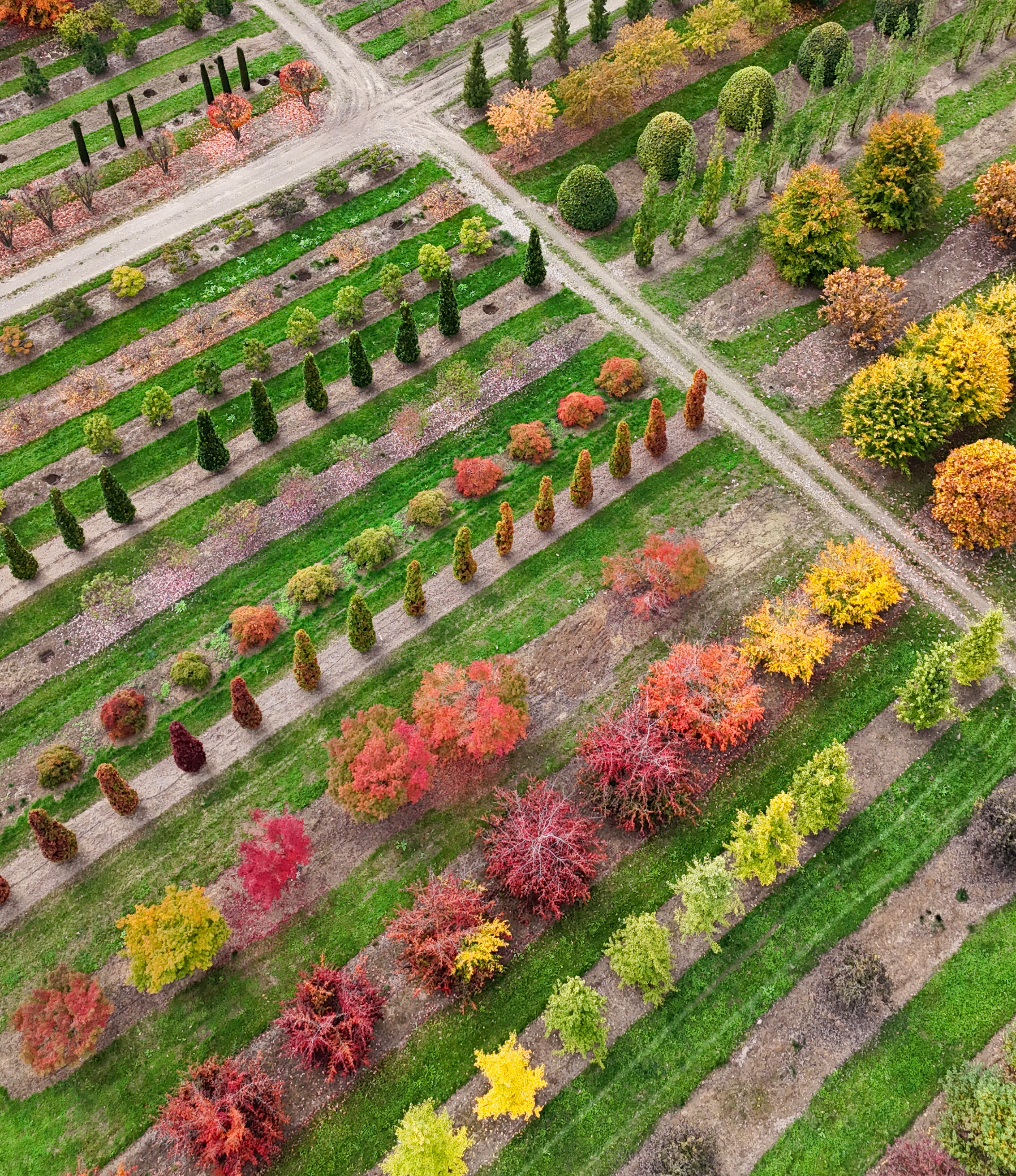 Bunte Bäume von oben