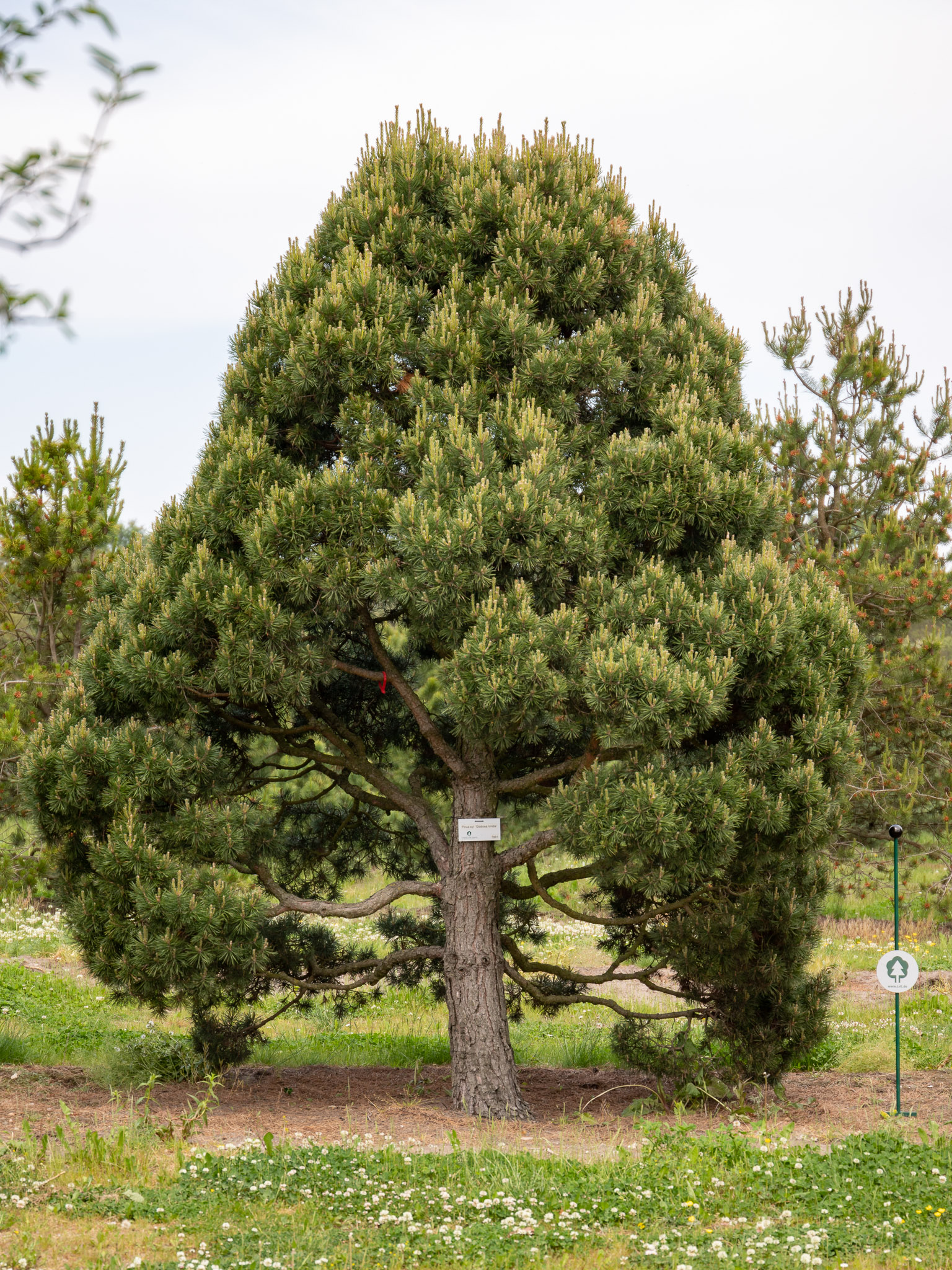 Grüner Baum