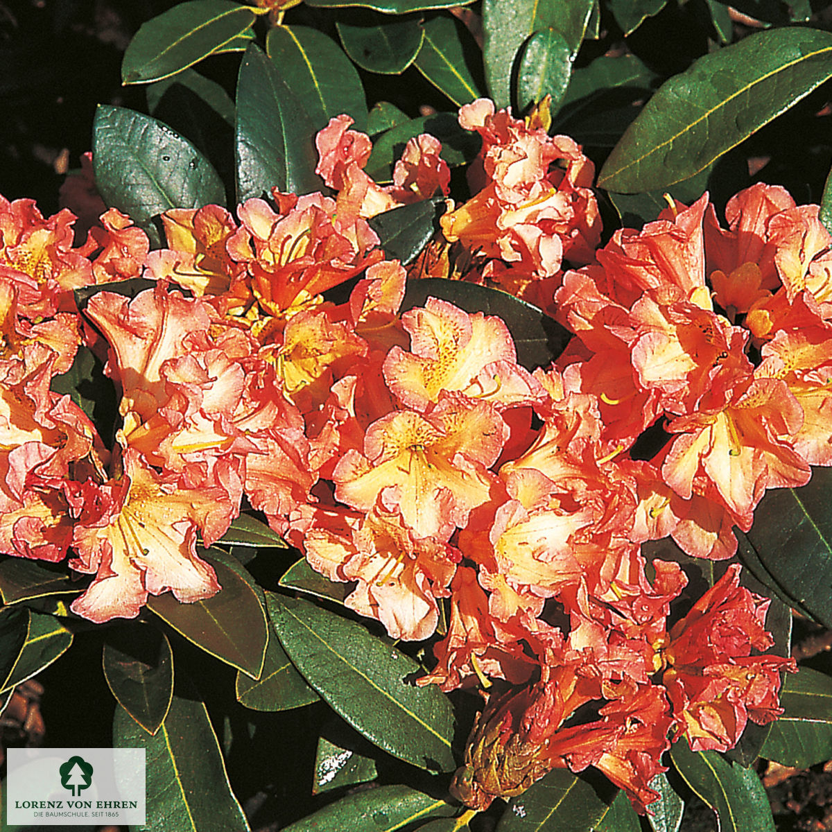 Rhododendron Hybride 'Orange Flirt'