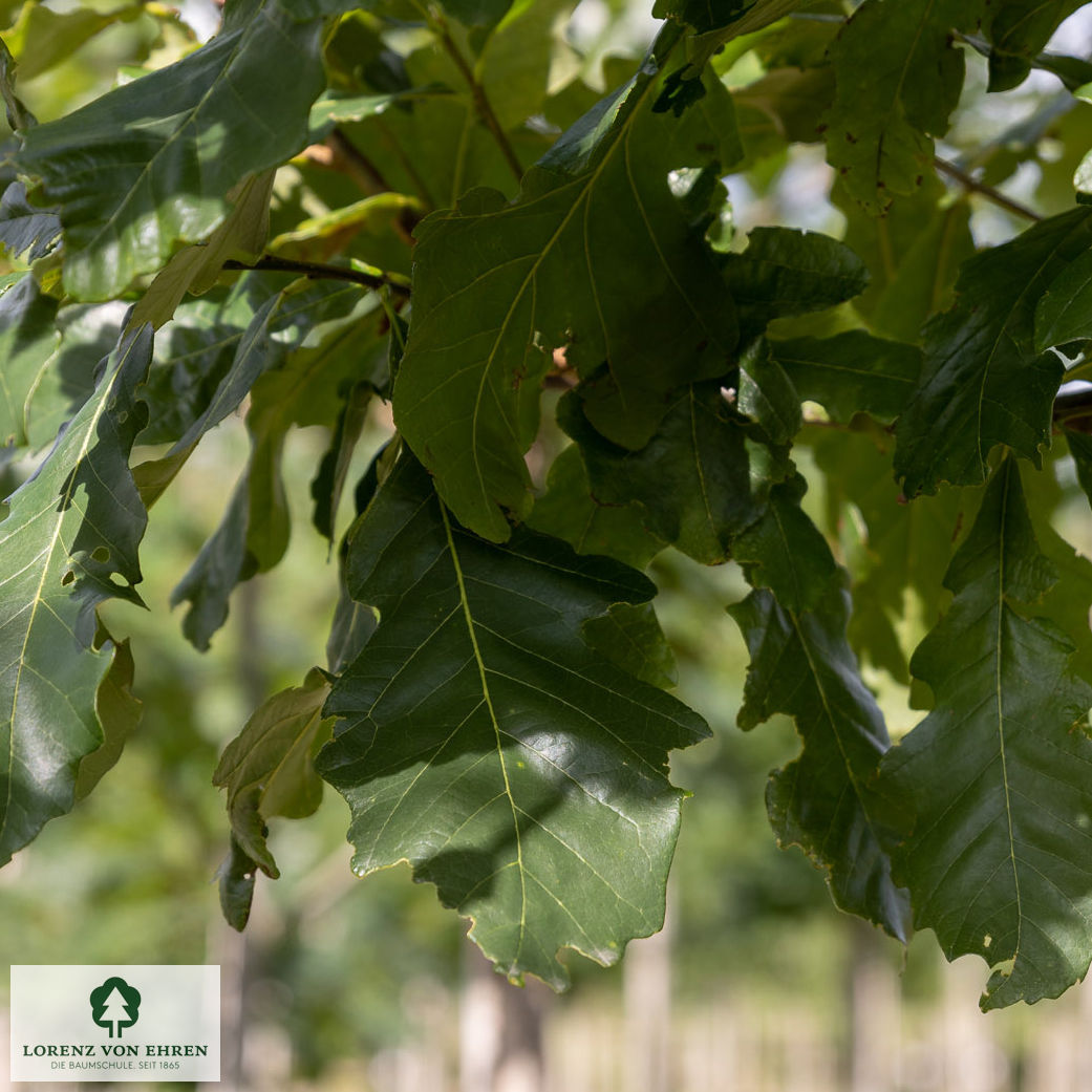 Quercus bicolor