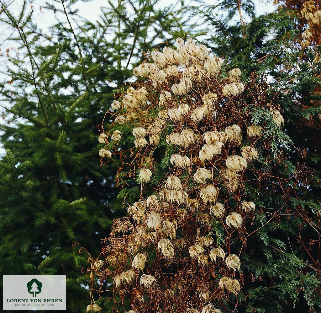 Clematis orientalis 'Orange Peel'