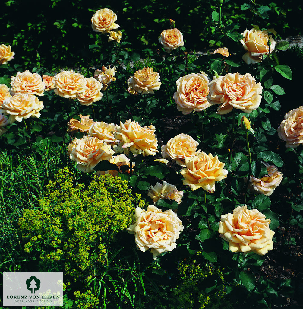 Rosa 'Valencia'