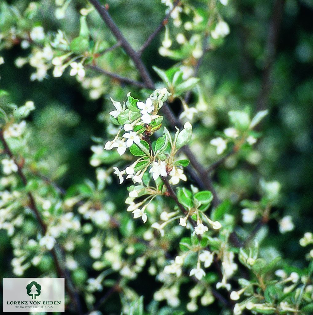 Elaeagnus multiflora