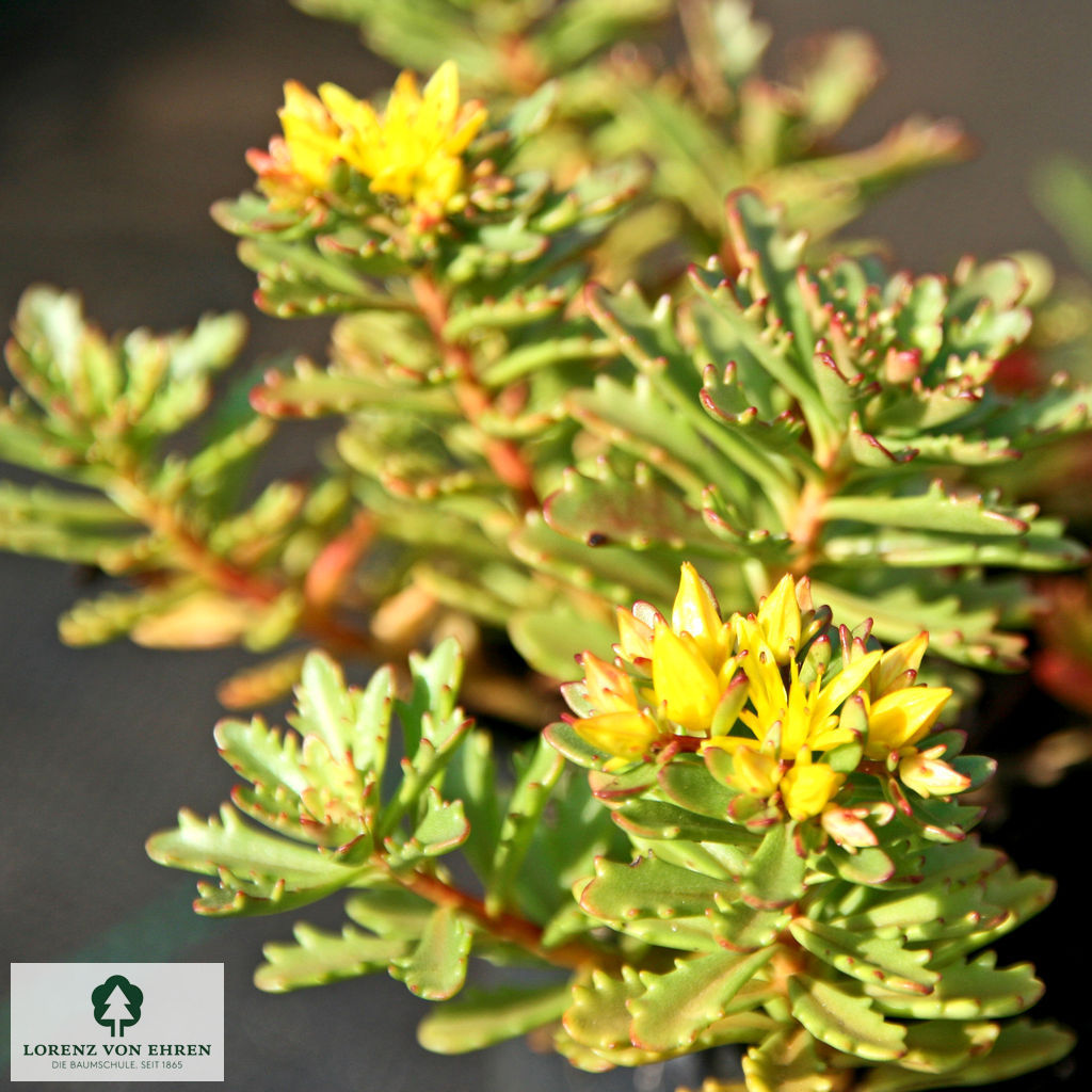 Sedum floriferum 'Weihenstephaner Gold'