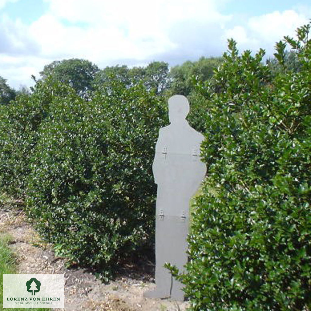 Ilex meserveae 'Blue Prince'