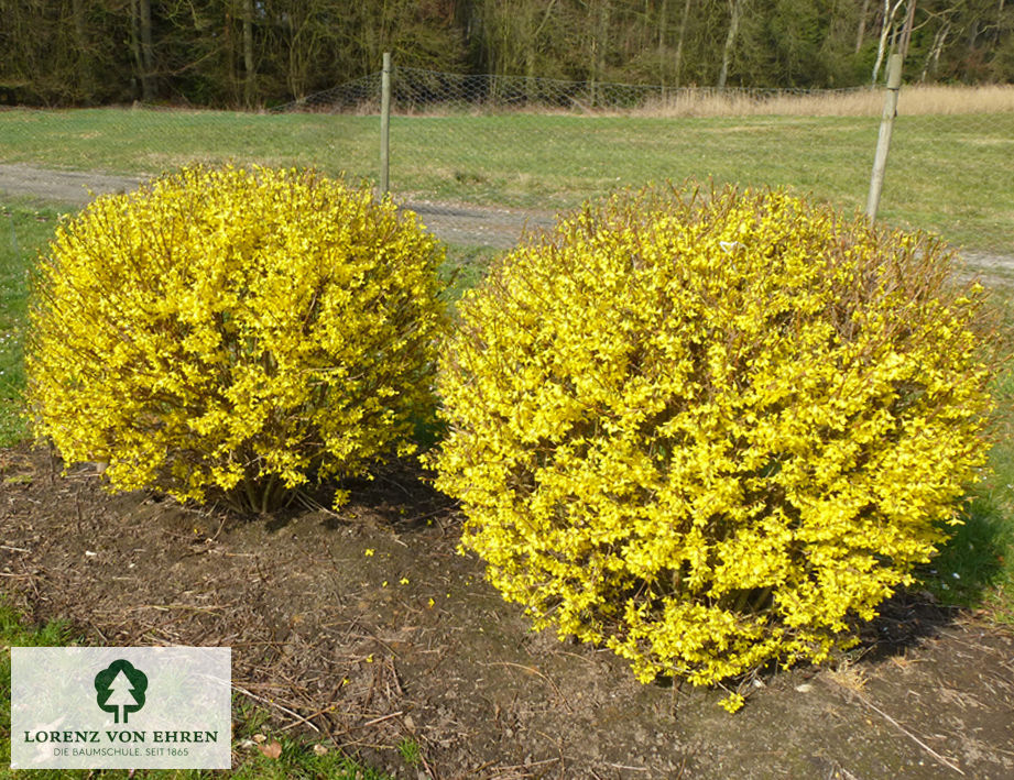 Forsythia 'Week End'