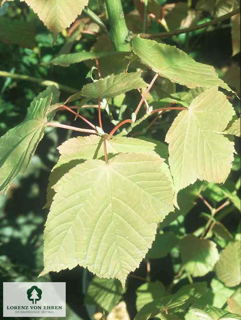 Acer rufinerve