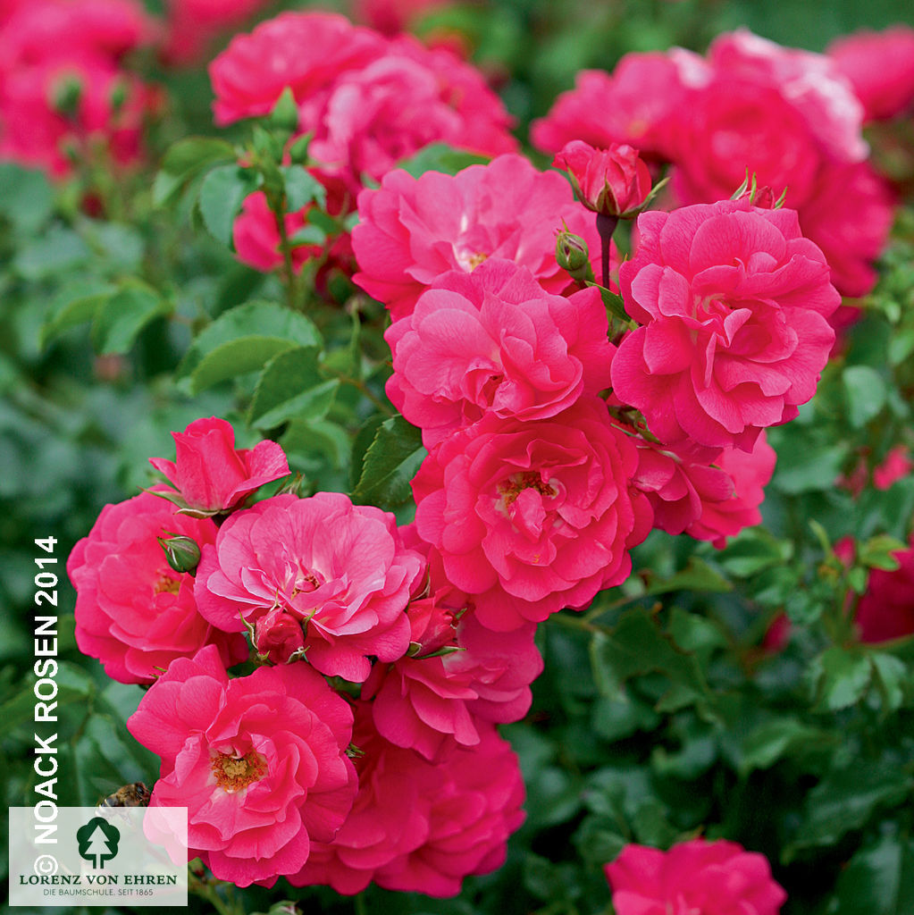 Rosa 'Heidetraum'