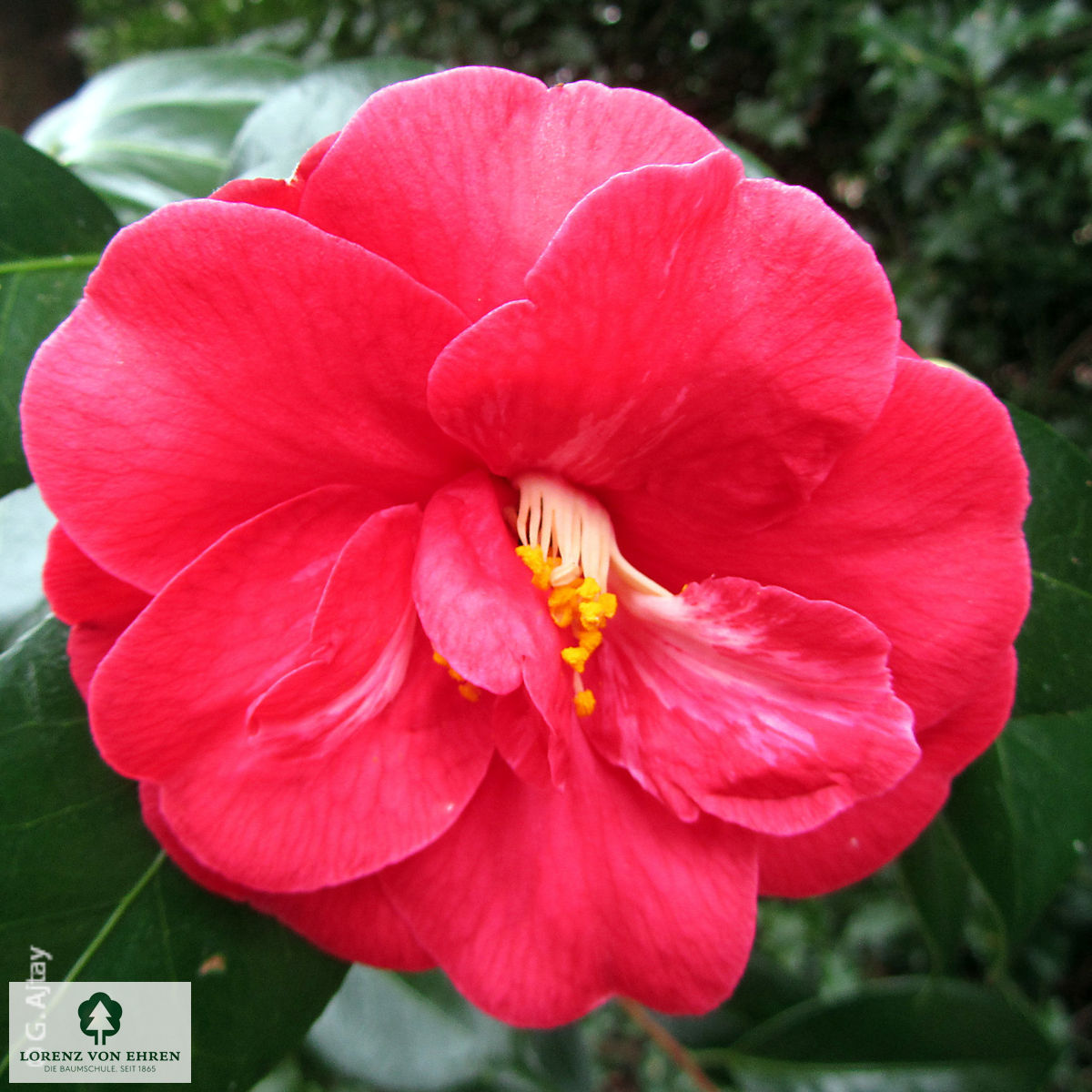 Camellia japonica 'Rot'