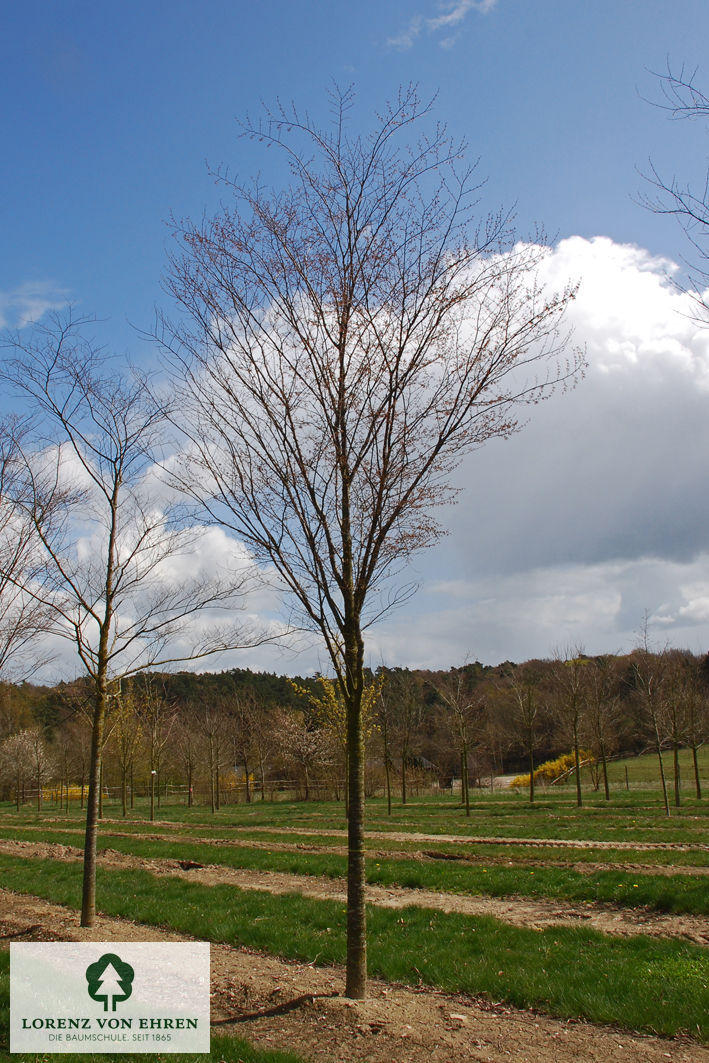 Zelkova serrata 'Green Vase'