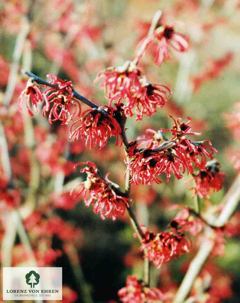 Hamamelis intermedia 'Rubin'