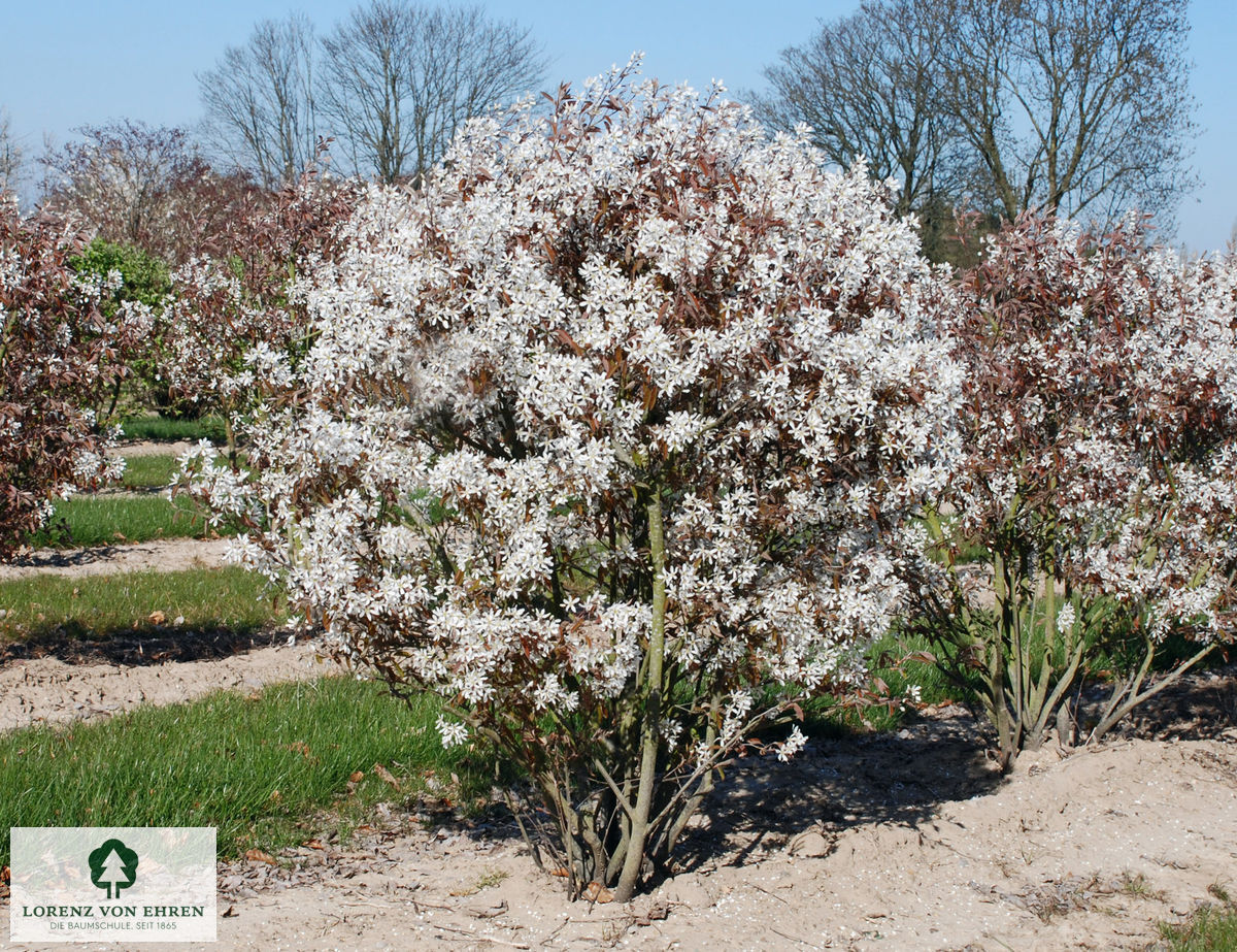 Amelanchier lamarkii Kugel die blüht