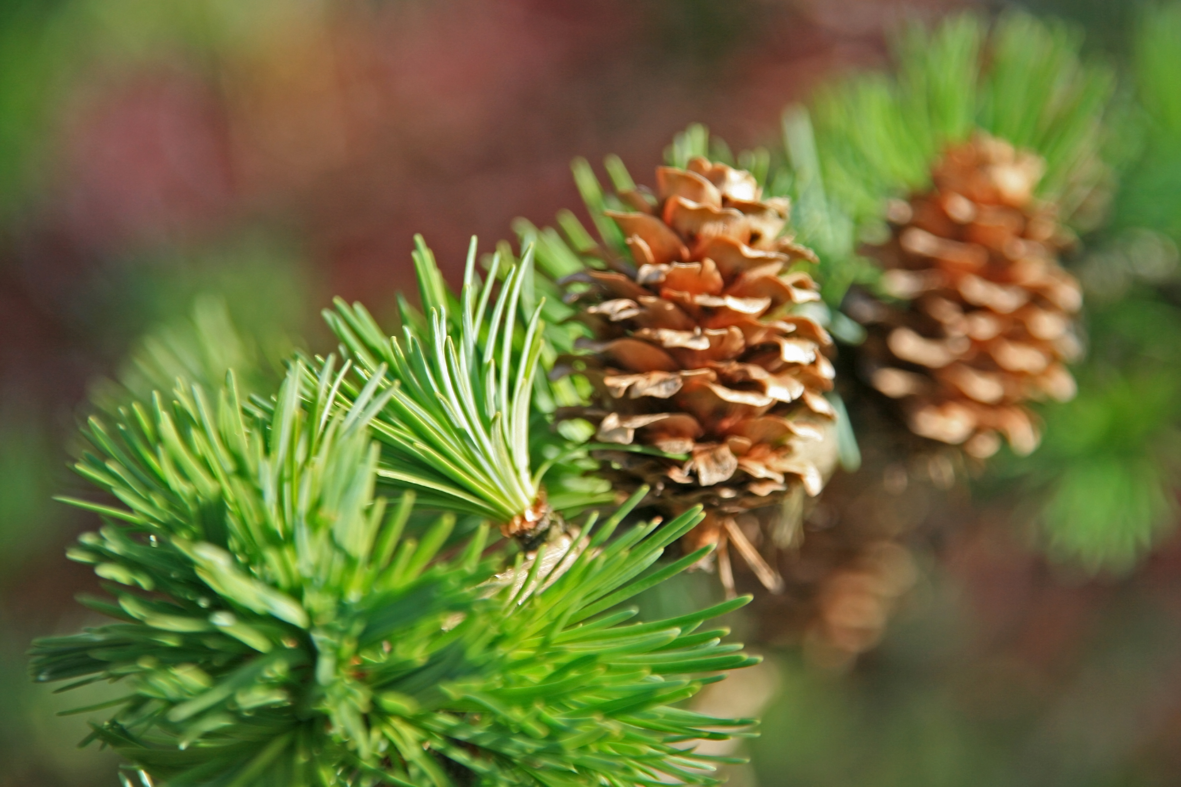Larix kaempferi Unikat Larix kaempferi Unikat
