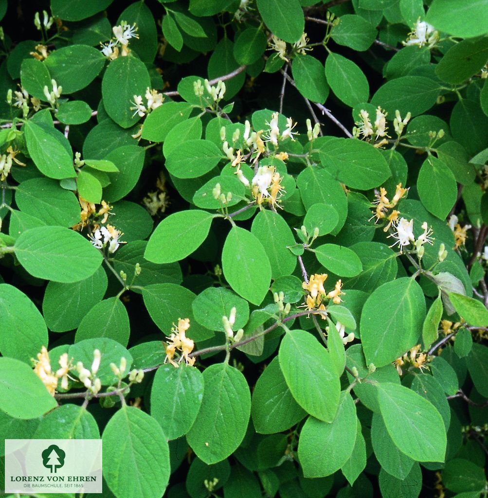 Lonicera japonica 'Halliana'