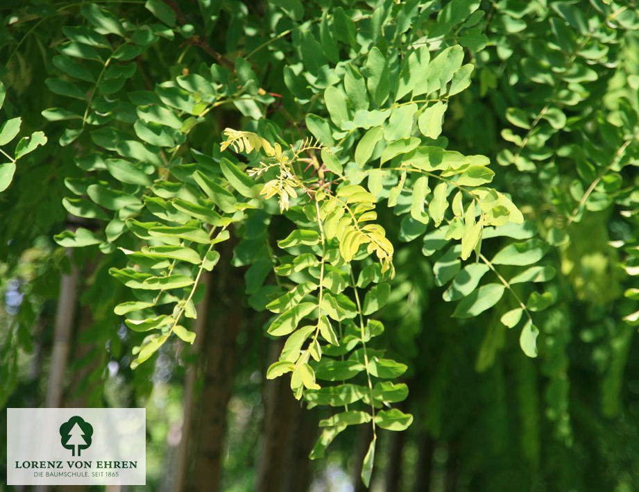 Robinia pseudoacacia 'Nyirségí'