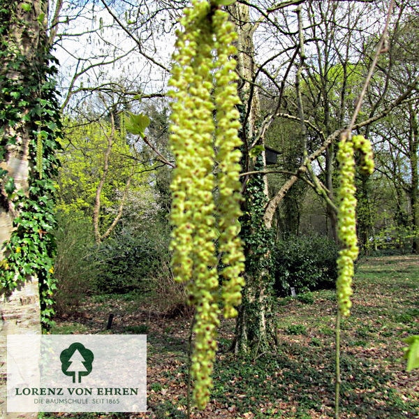 Betula papyrifera