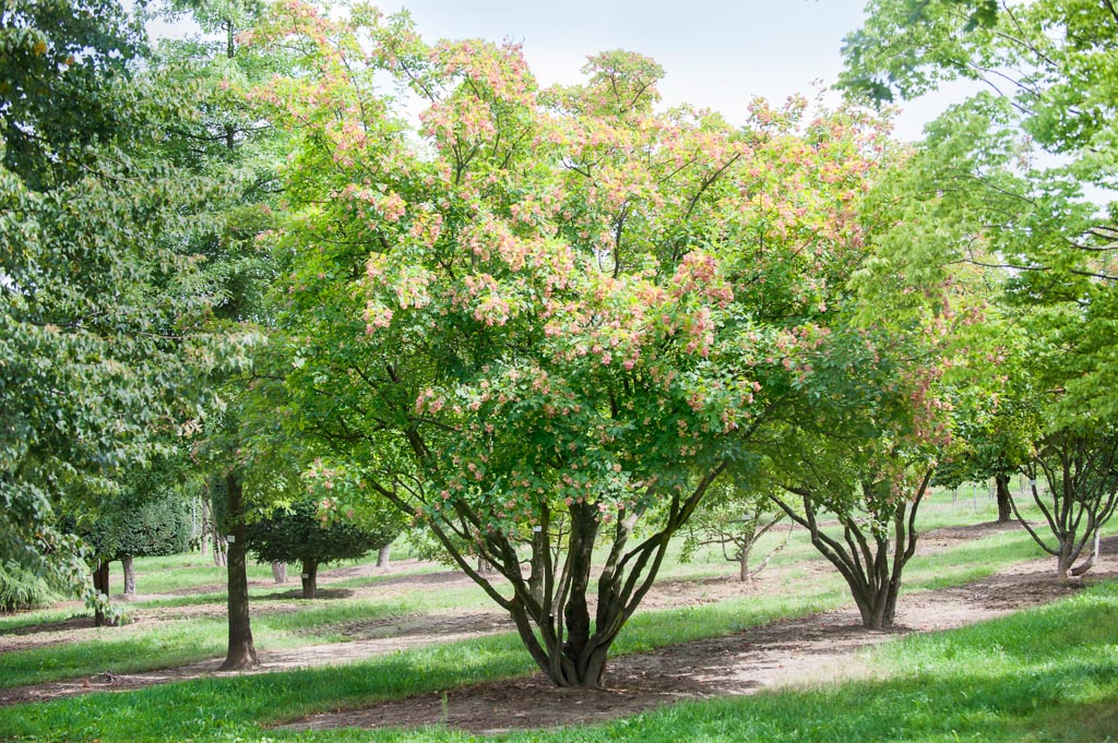 Acer tataricum Unikat