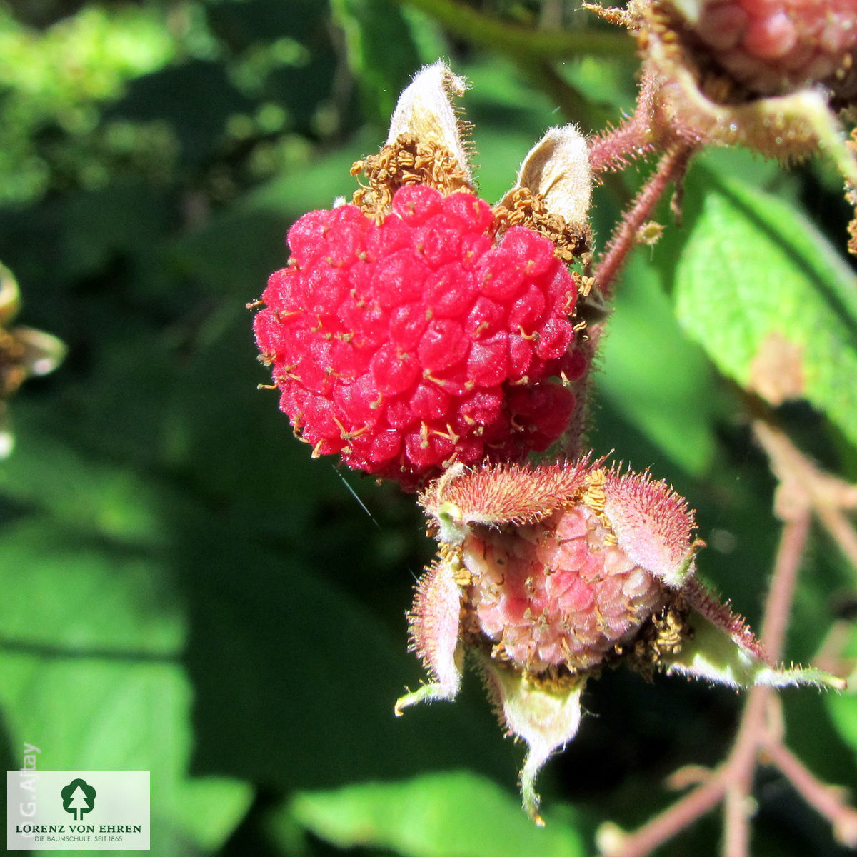 Rubus odoratus