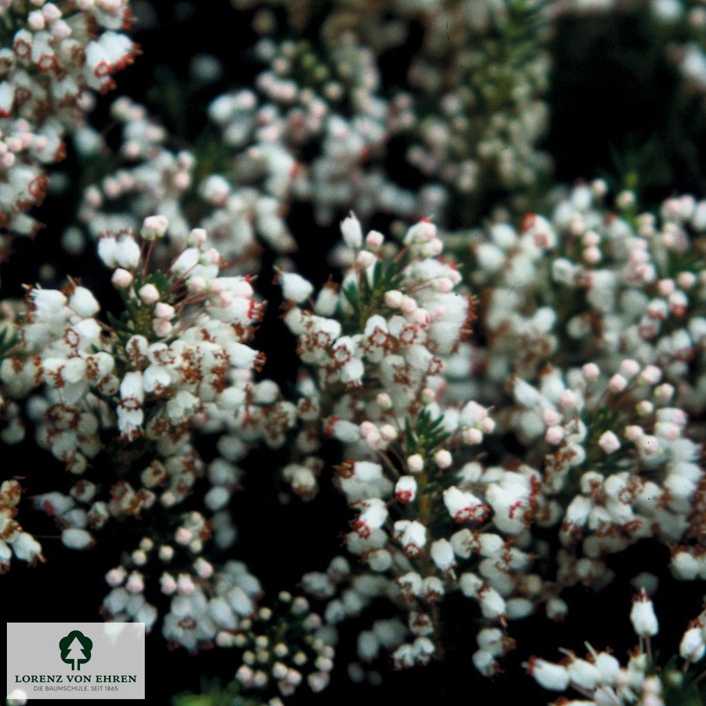 Erica vagans 'Lyonesse'