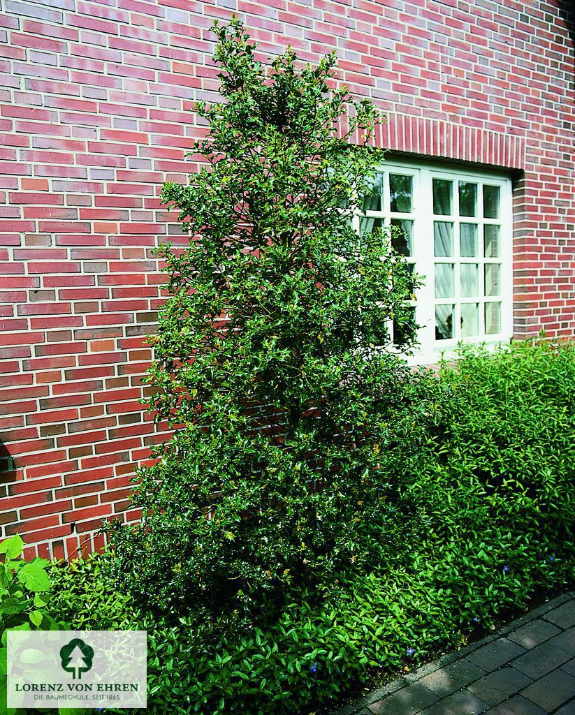 Ilex aquifolium 'Pyramidalis'