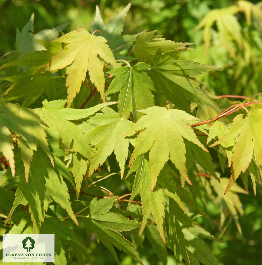 Acer palmatum