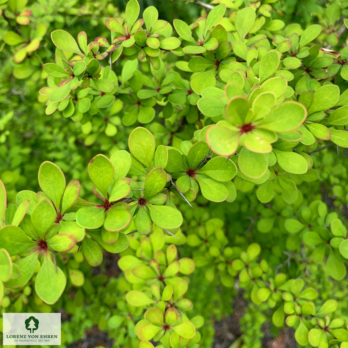 Berberis thunbergii