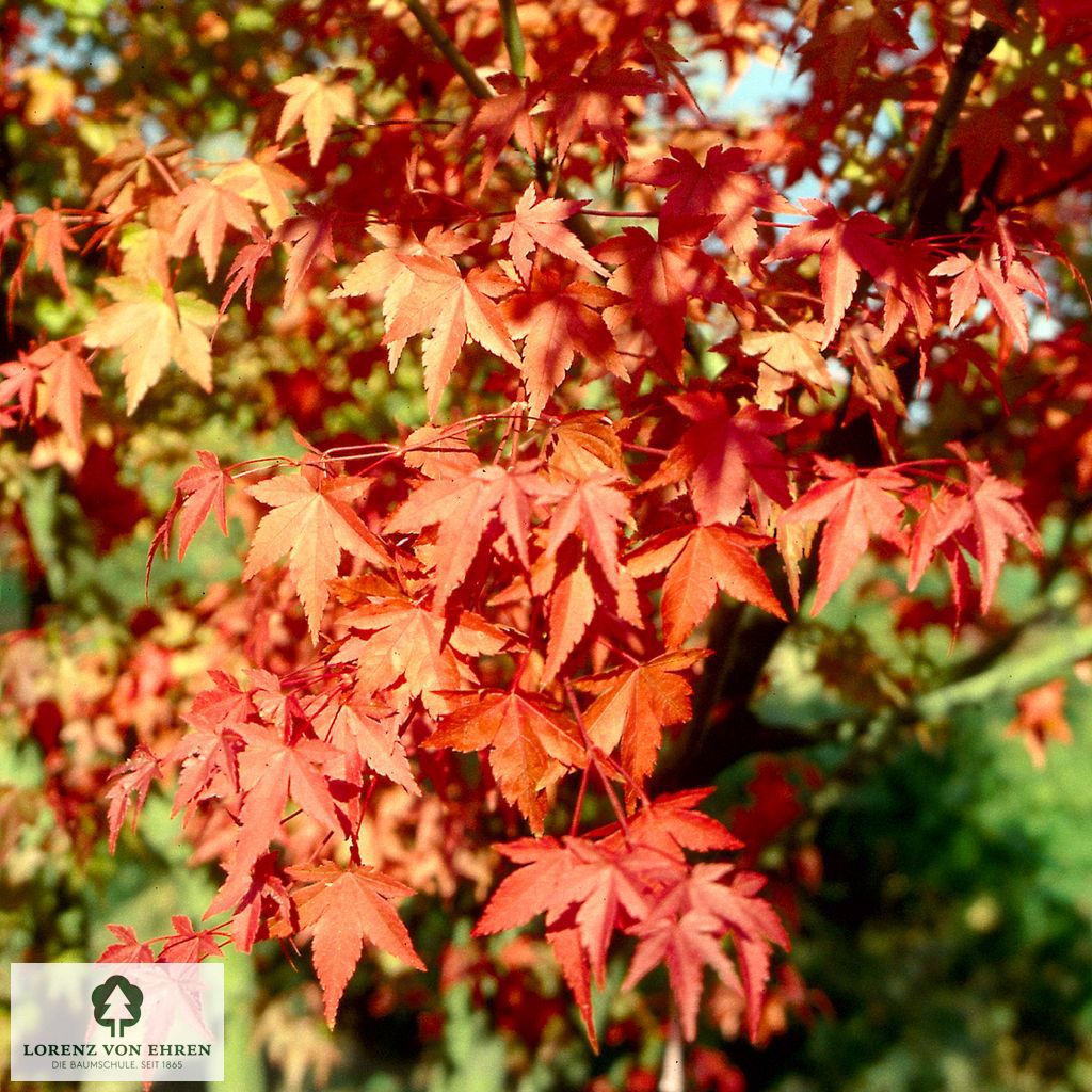 Acer palmatum