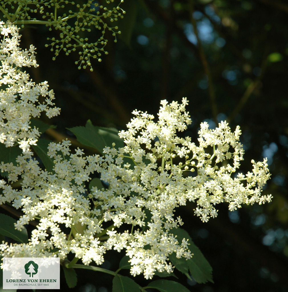 Sambucus nigra