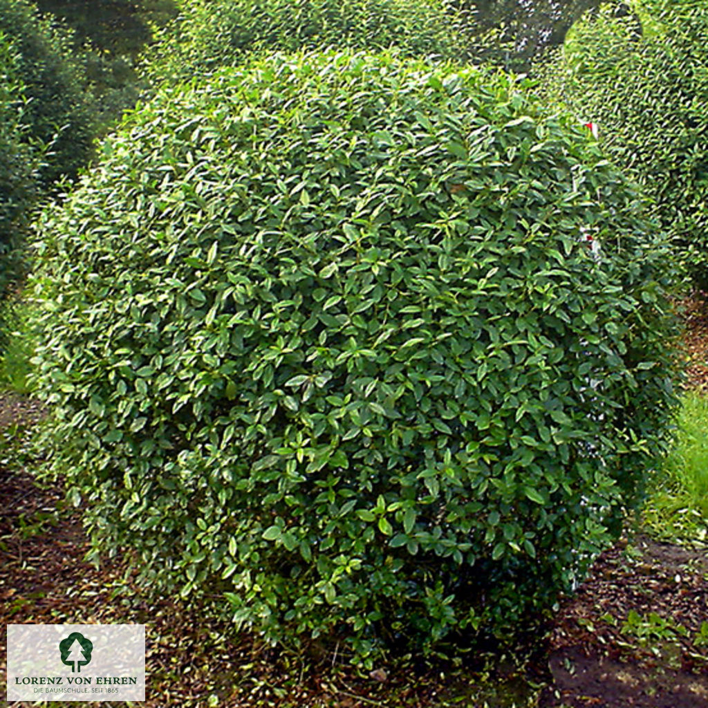 Ligustrum vulgare 'Atrovirens'