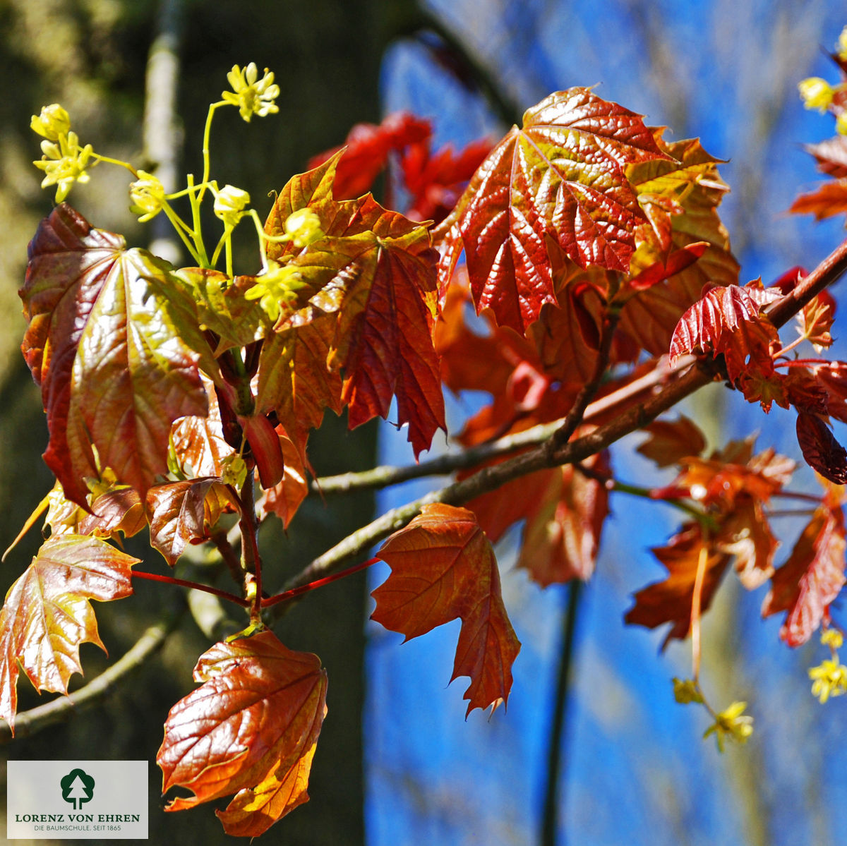 Acer platanoides 'Deborah'