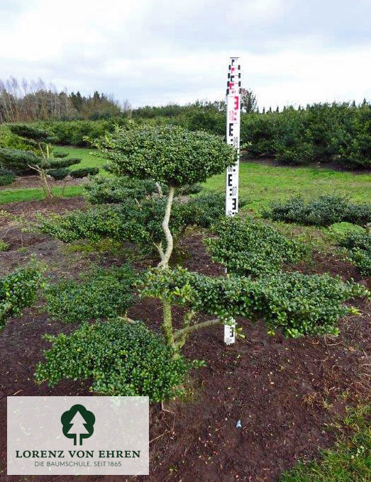 Ilex crenata 'Convexa'