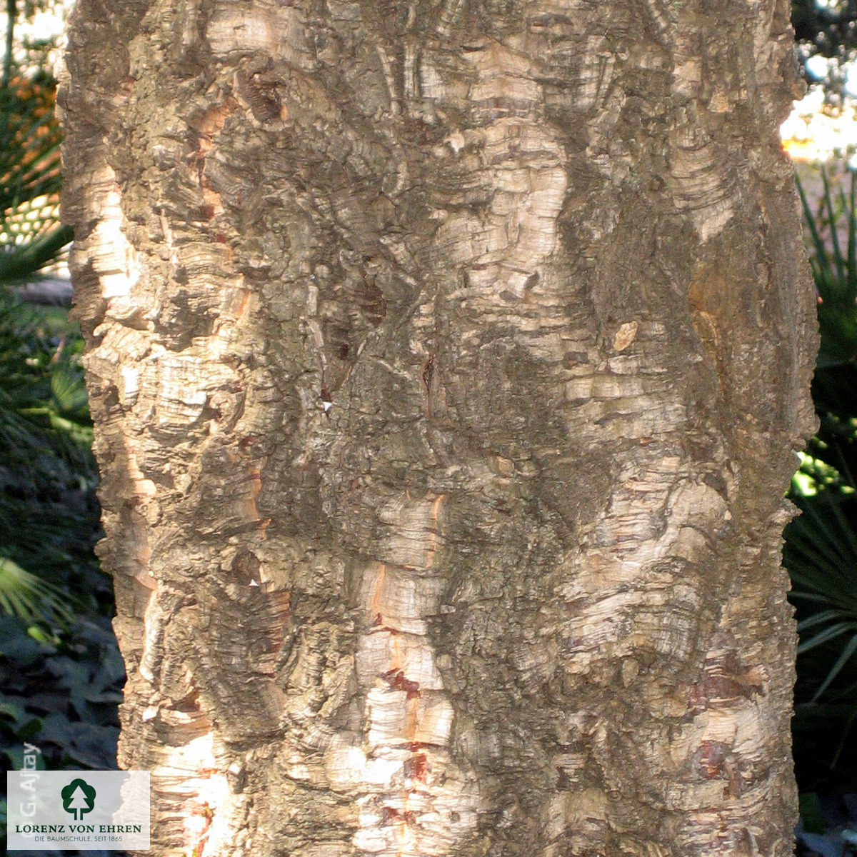 Quercus suber