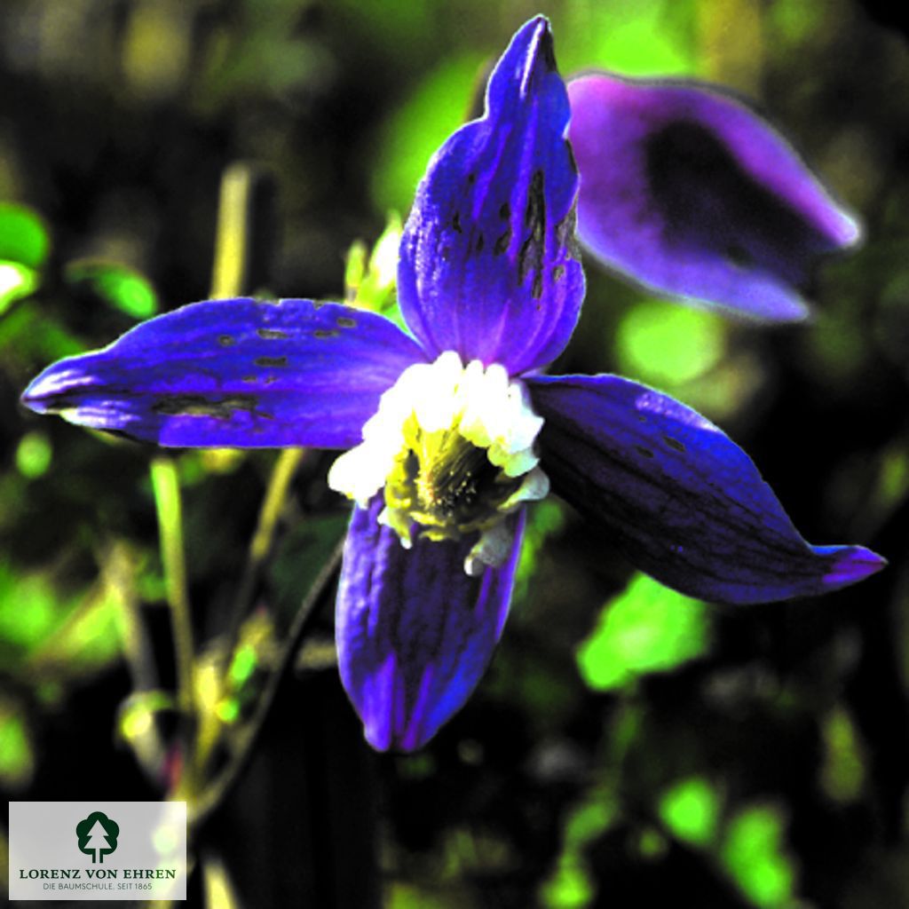 Clematis alpina 'Frances Rivis'