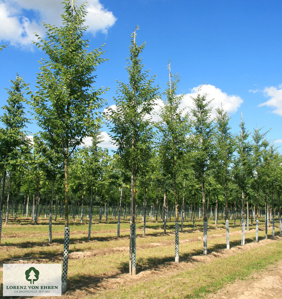 Zelkova serrata