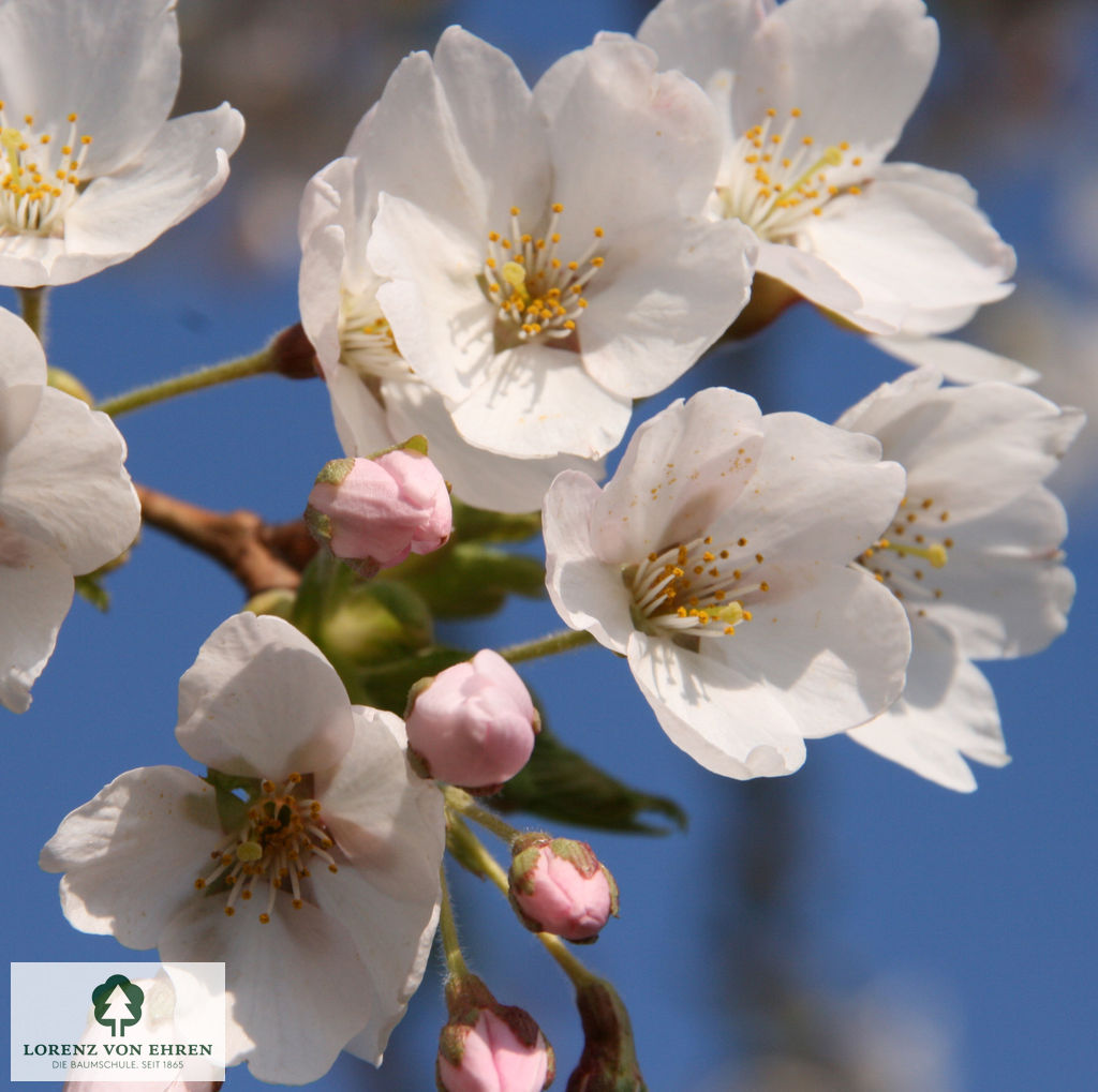 Prunus yedoensis