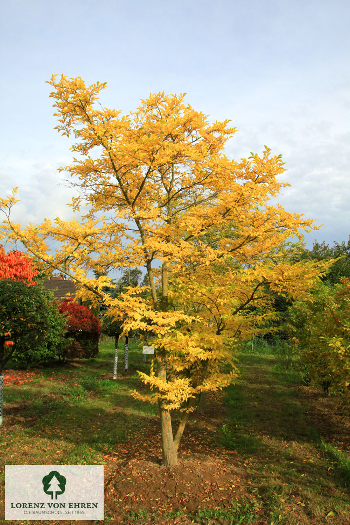 Styrax japonicus