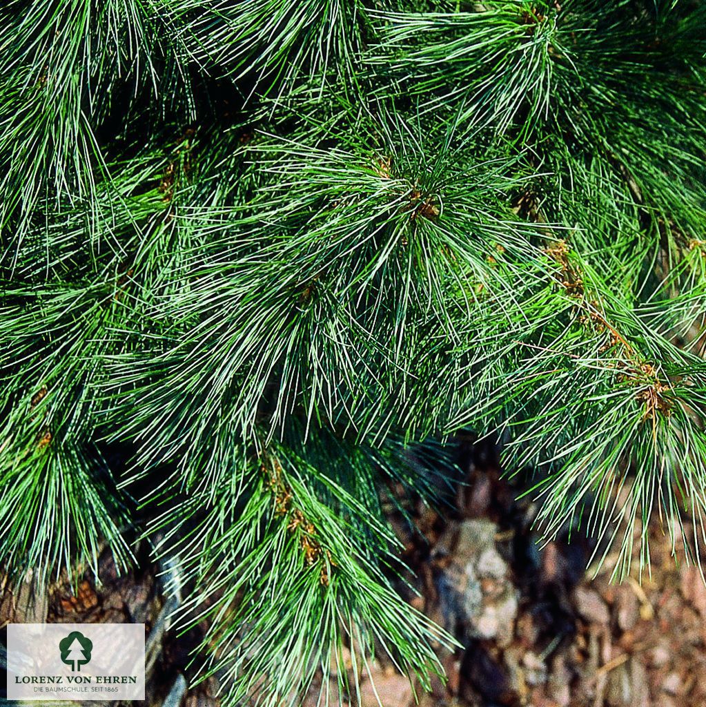 Pinus monticola 'Ammerland'