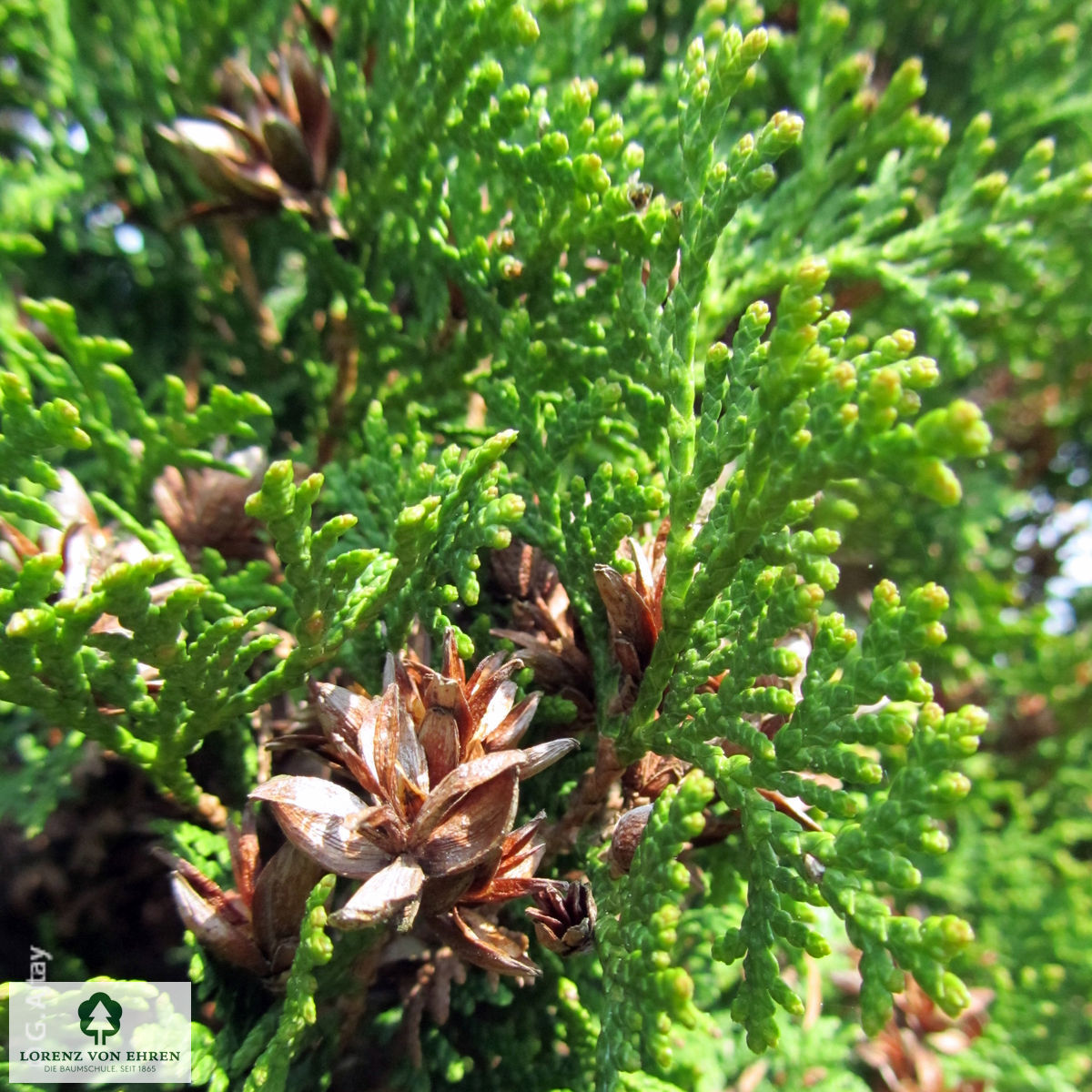 Thuja occidentalis 'Holmstrup'