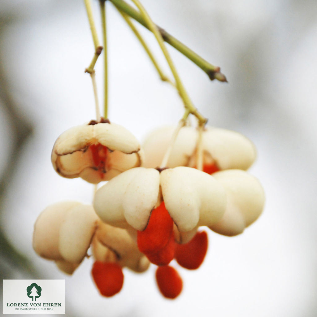 Euonymus yedoensis