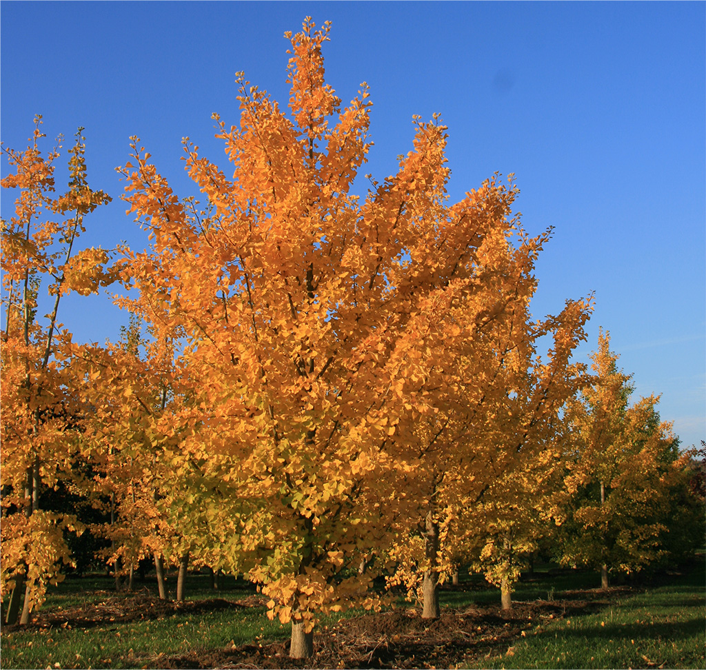 Ginkgo biloba - Lorenz erklärt