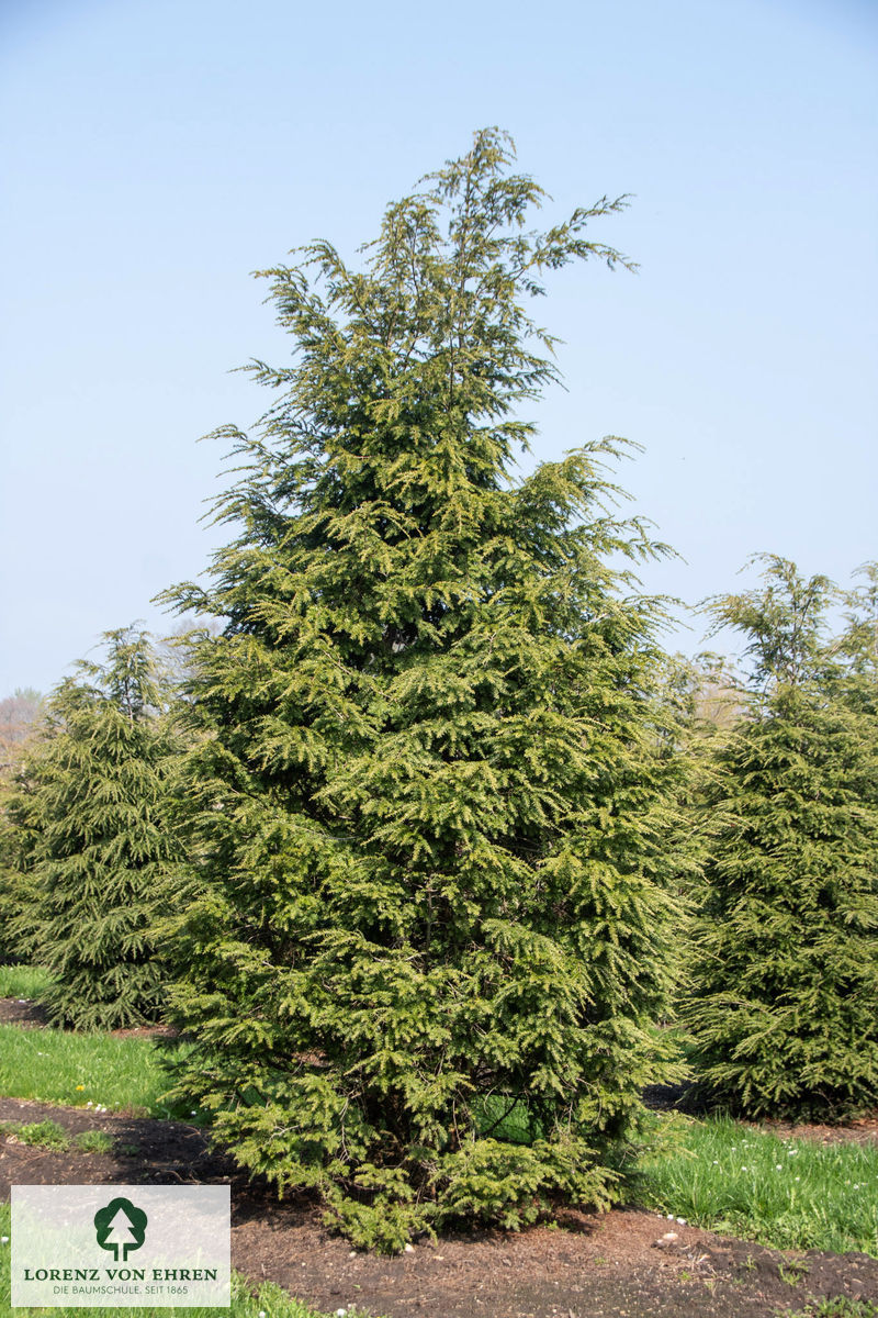 Tsuga canadensis