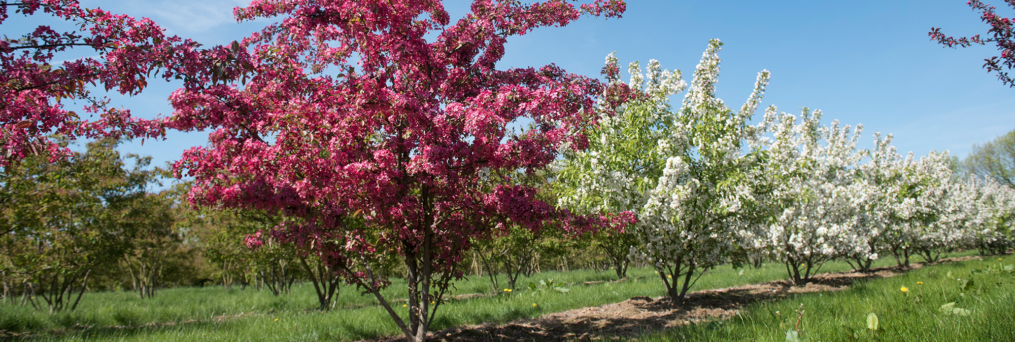 Pink und weiß blühende Sträucher