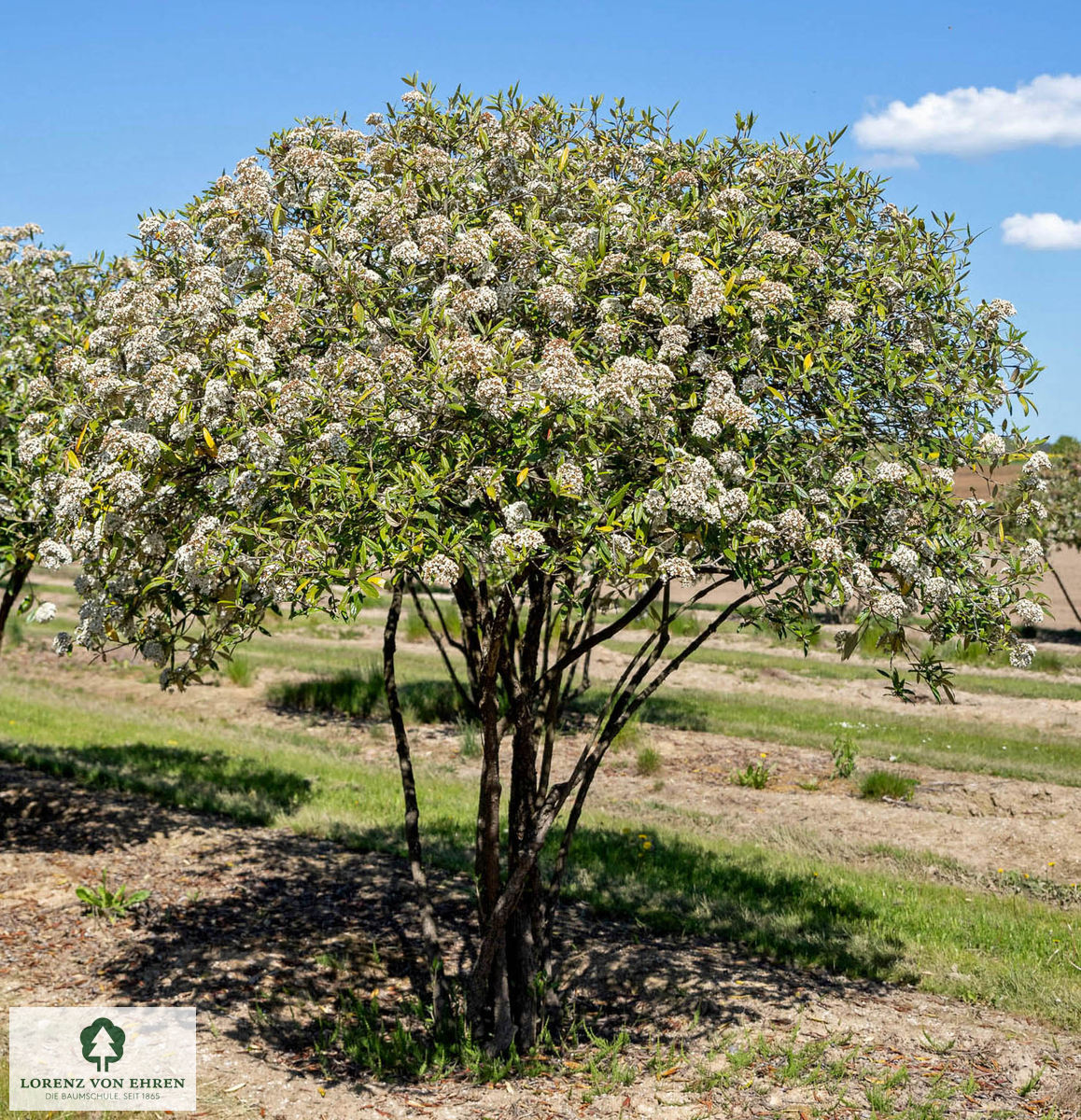 Viburnum 'Pragense'